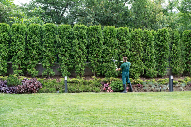 Tree and Shrub Care in Seeley Lake, MT