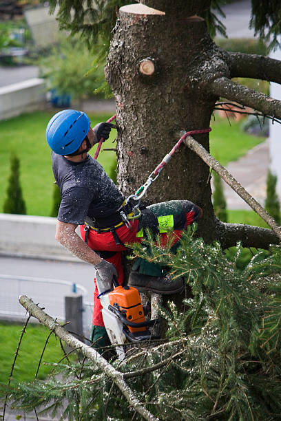 Trusted Seeley Lake, MT Tree Removal Experts